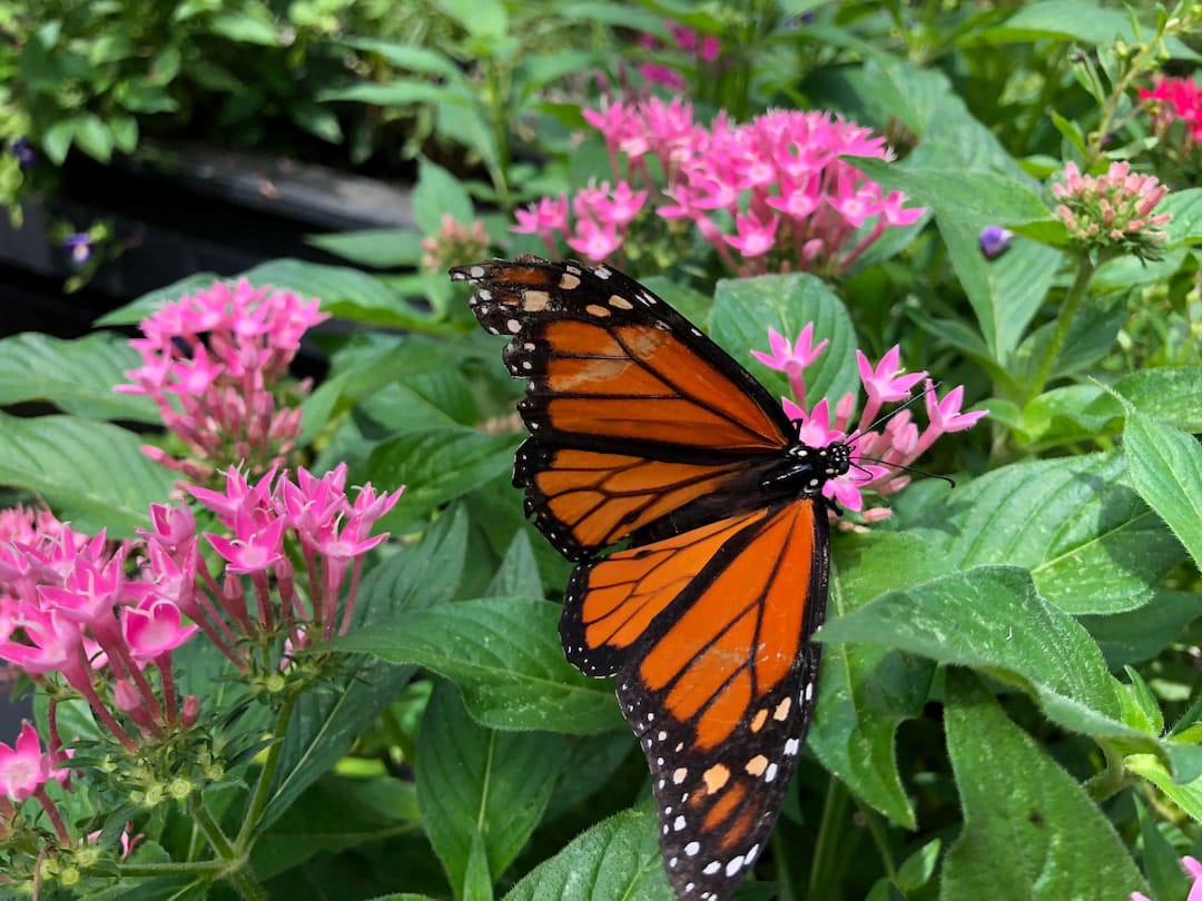 U.S. Butterfly Population Declines by Over 20% This Century