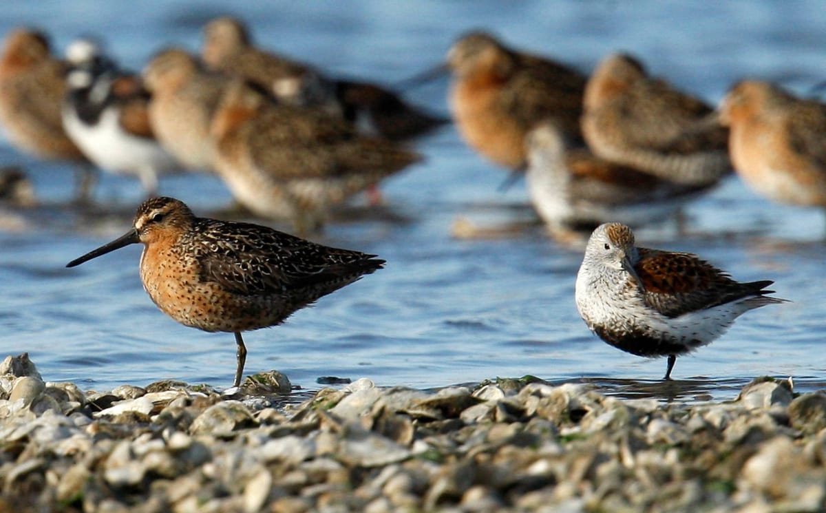 U.S. Bird Populations Declining Rapidly, 112 Species at ‘Tipping Point’