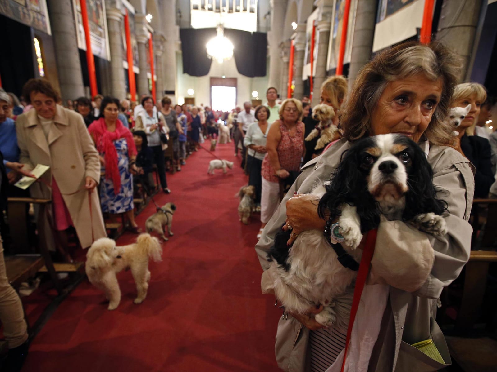 Pets Receive Blessings at Saint Francis Mass in Rio de Janeiro