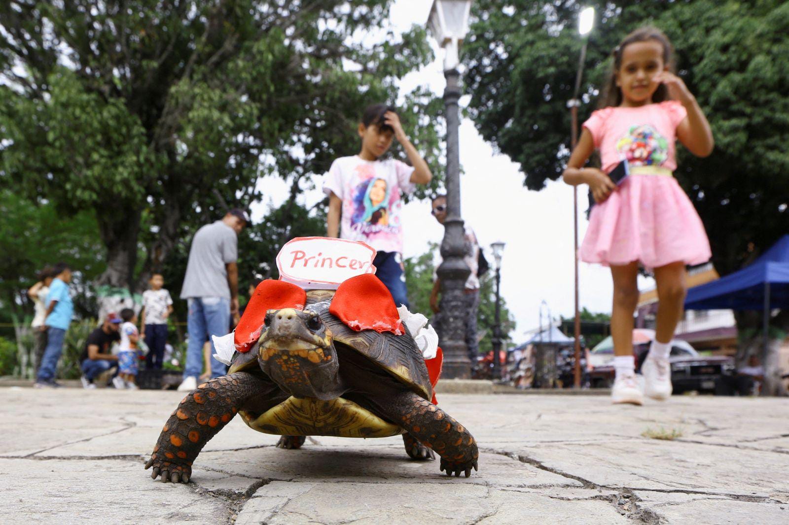 Venezuelan Town Marks Saint Francis Feast with Tortoise Race
