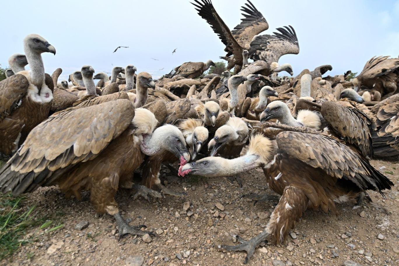 Medieval Artifacts Discovered in Southern Spain’s Mountains During Vulture Nest Survey