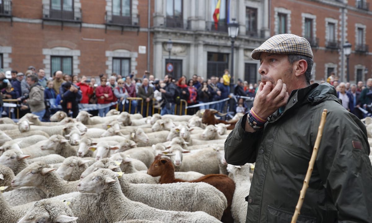 Sheep Parade Returns to Madrid for Annual Transhumance Festival