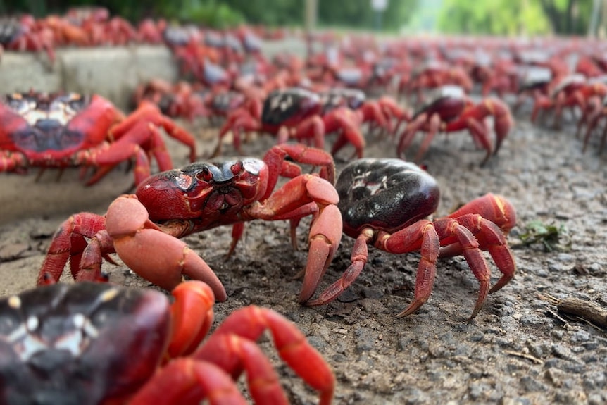 Millions of Red Crabs Blanket Roads in Christmas Island’s Annual Migration