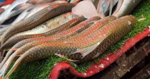 WhatsApp Image 2025-11-05 at 4.31.27 PM