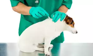 Toxic Pet Flea