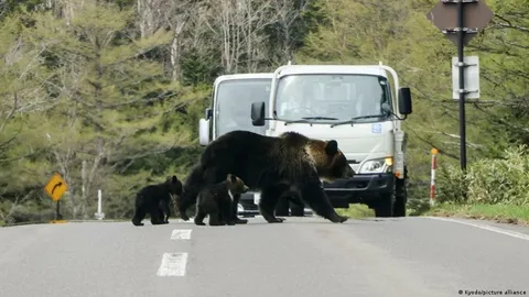 Japanese black bear near an industrial area following the Japan bear attack 2026 incident that raised concerns about growing human-wildlife conflicts.