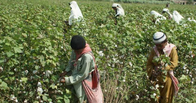 Raw cotton bolls in a field in southern Punjab, one of the main cotton growing areas in Pakistan