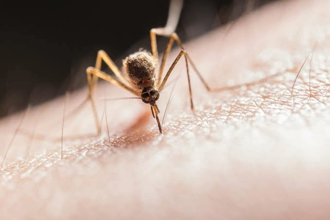 West Nile virus Netherlands mosquito health alert