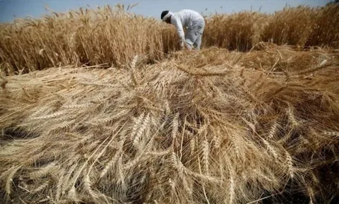 Farmer using a Super Seeder to sow wheat in a field in Faisalabad division, Punjab, as part of the wheat cultivation target