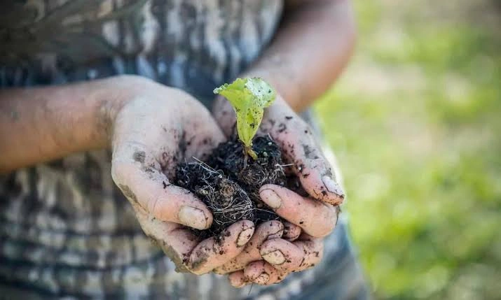 Touching soil and plants may improve skin microbial diversity and immune health