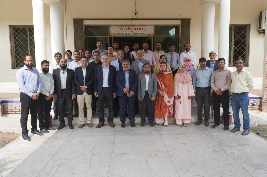 Agricultural scientists examine wheat crops as CIMMYT and AARI strengthen wheat research in Pakistan. Copy