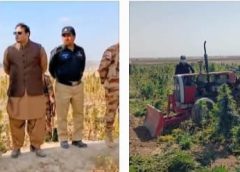Operation Against Cannabis Cultivation Intensifies in Qila Abdullah