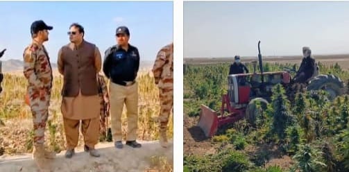 Security personnel and district administration officials reviewing an operation against cannabis cultivation in Qila Abdullah.